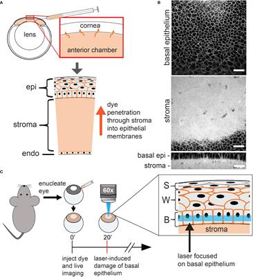Laser-induced microinjury of the corneal basal epithelium and imaging of resident macrophage responses in a live, whole-eye preparation